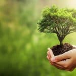 El árbol, esencia viva del paisaje