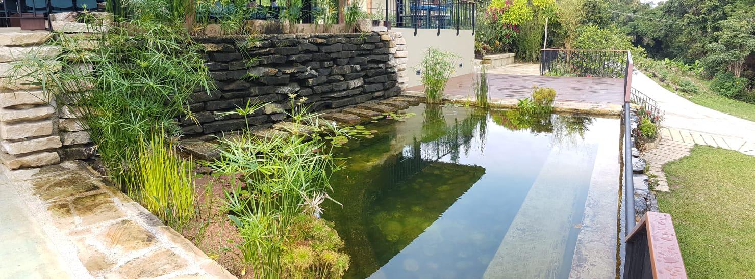Piscinas naturalizadas rodeadas de plantas y piedra, integrándose armoniosamente con la naturaleza en un entorno verde y relajante.