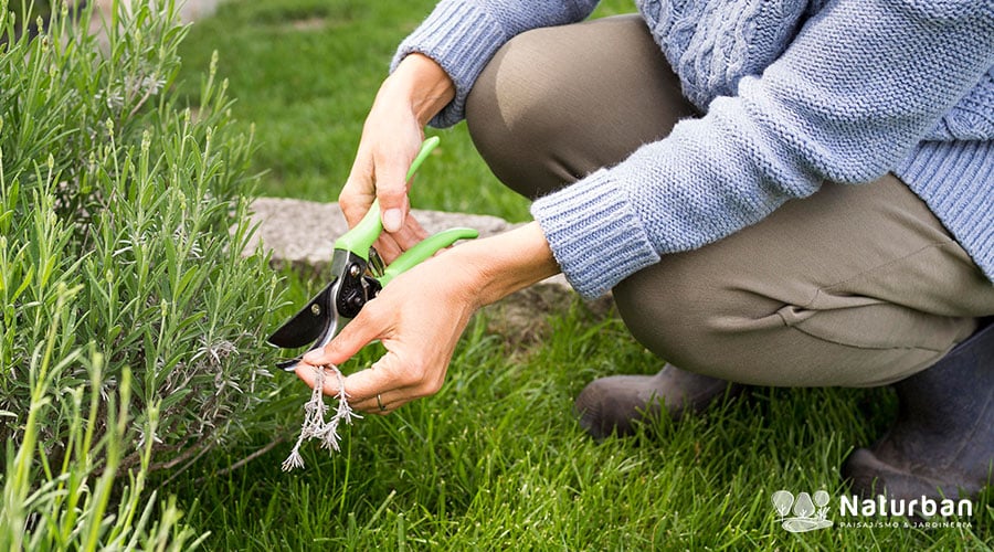 Primer plano de manos podando una planta de lavanda en un jardín bien cuidado. Con tijeras de podar, recorta tallos secos para fomentar el crecimiento saludable. Cuidar Tu Jardín para mantenerlo vibrante y hermoso.