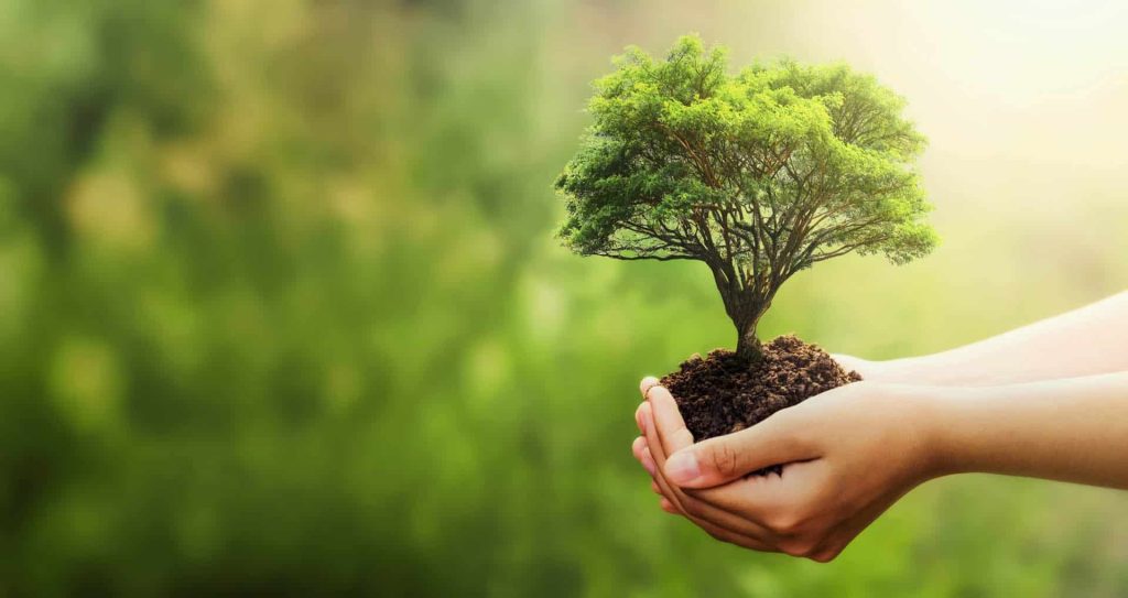 Manos sosteniendo un árbol joven